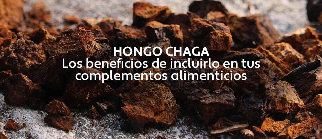Beneficios del hongo chaga