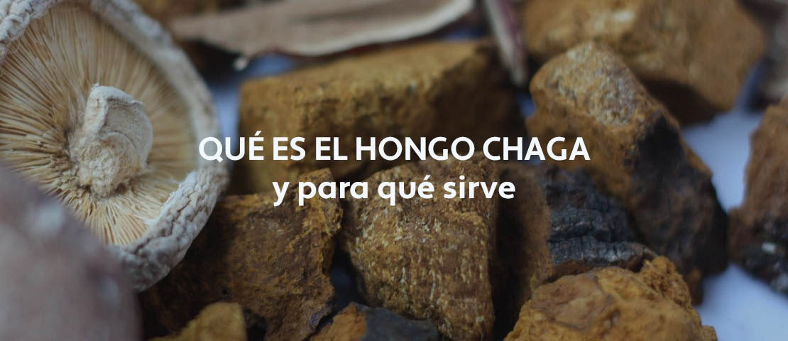 Qué es el hongo Chaga y para qué sirve