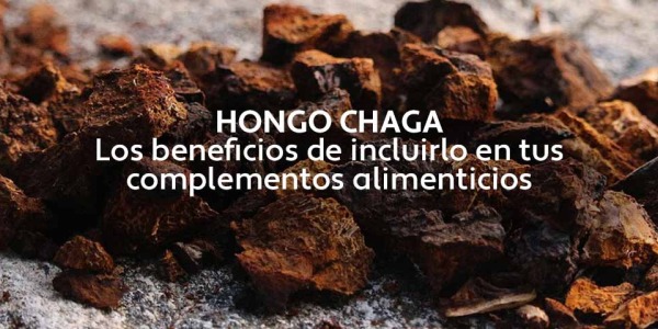 Hongo Chaga: Beneficios de incluir este hongo adaptógeno en tus complementos alimenticios