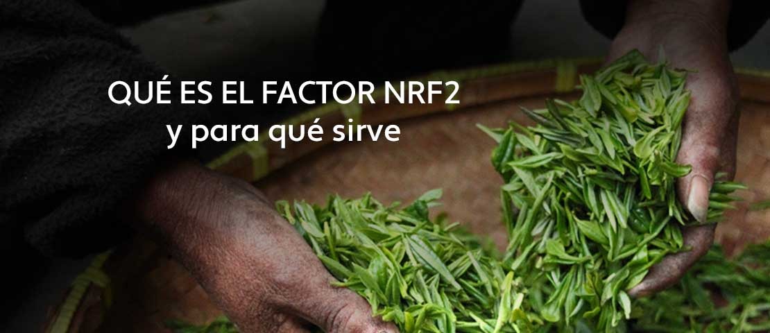 ¿Qué es el factor Nrf2 y para qué sirve?